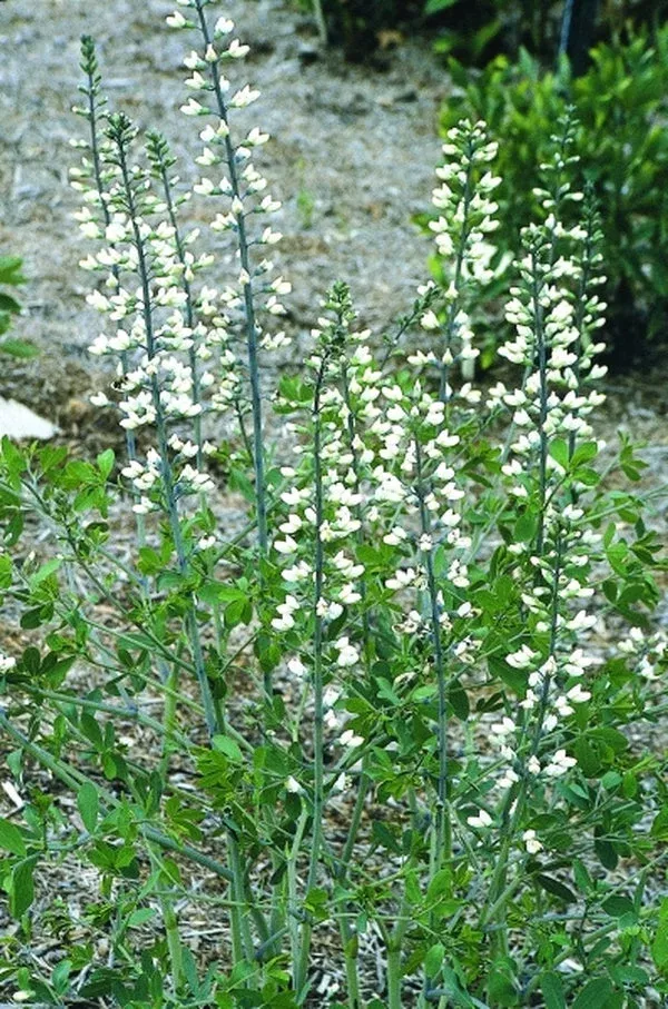 Baptisia alba var. macrophylla Illinois Form