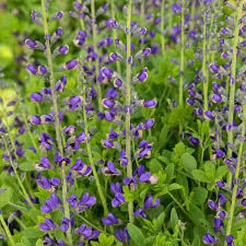 baptisia-periwinkle-popsicle Baptisia ‘Periwinkle Popsicle’