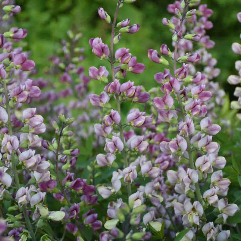 Baptisia ‘Plum Rosy’ – False Indigo