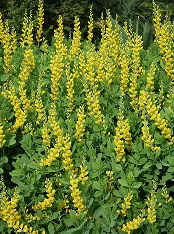 Baptisia sphaerocarpa ‘Screamin’ Yellow’