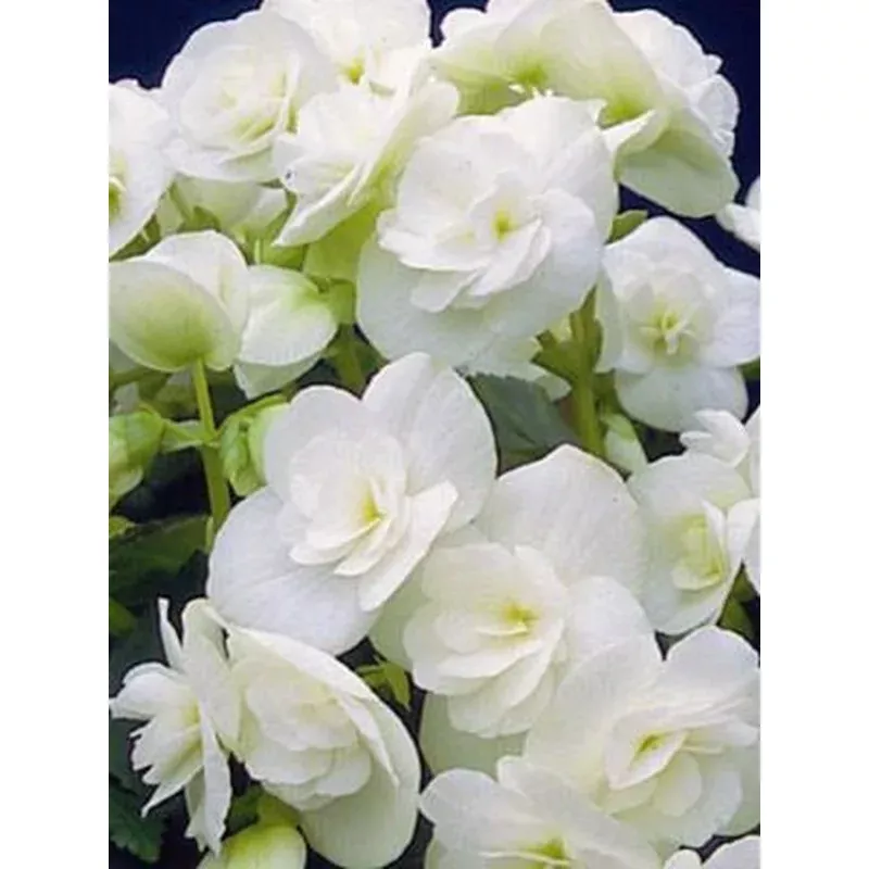 Begonia ‘Amstel Clara’
