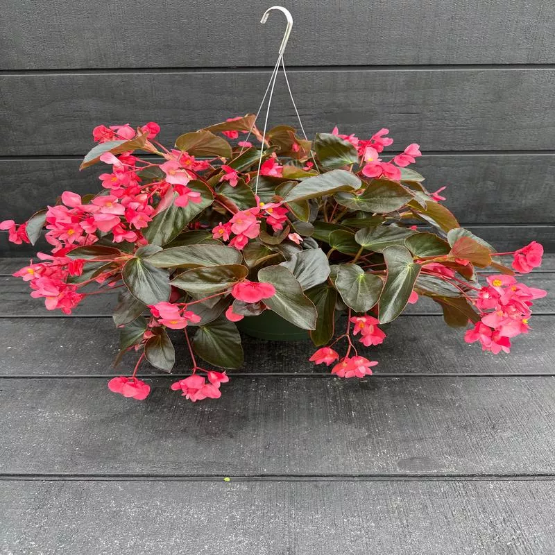BEGONIA DRAGON WING BRONZE ROSE – 10″ HANGING BASKET