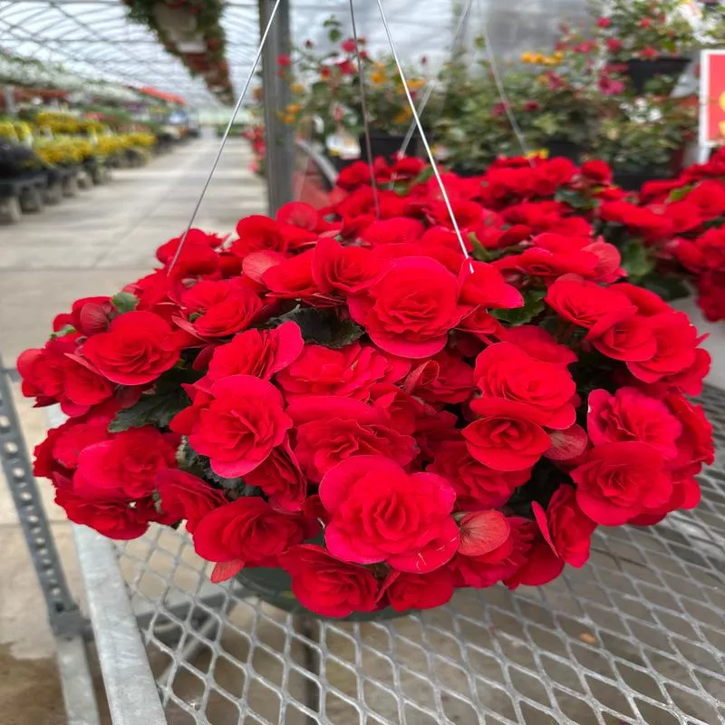 BEGONIA REIGER BARKOS – 10″ HANGING BASKET