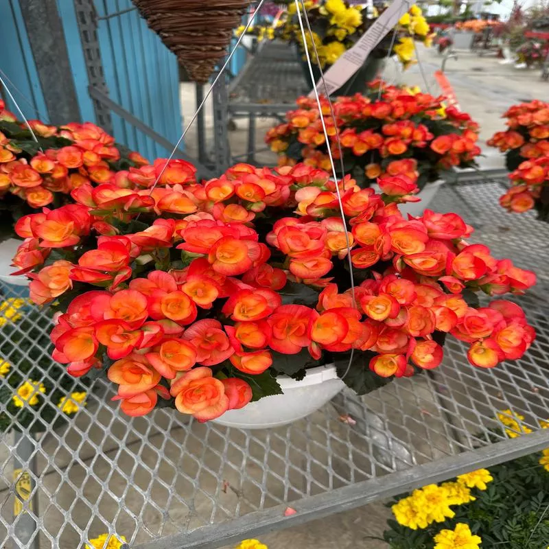 BEGONIA REIGER CARNEVAL – 10″ HANGING BASKET