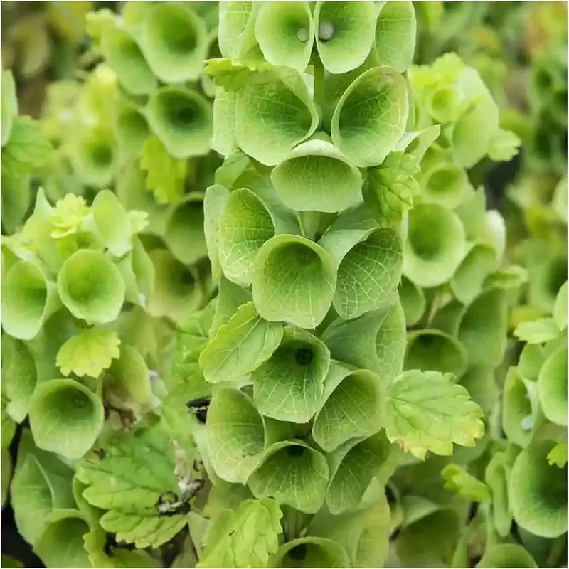bells-ireland-flower-seeds-heirloom-non-gmo-pollinator-friendly Bells of Ireland Flower Seeds Heirloom Non-GMO Pollinator-Friendly