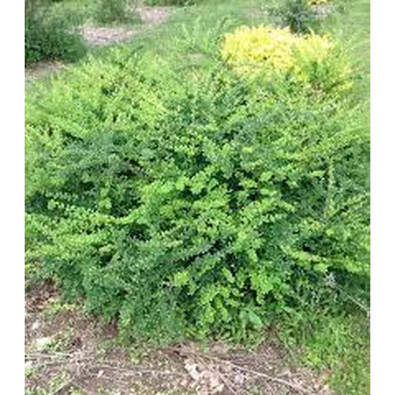Berberis ‘Mr. Green Genes’
