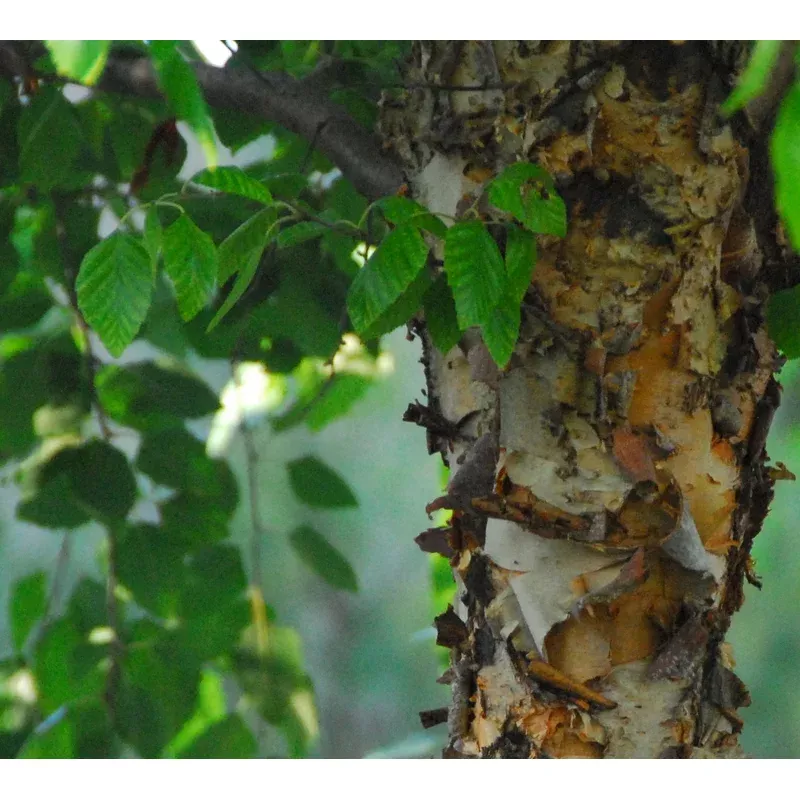 Betula nigra ‘Dura-Heat’ – River Birch