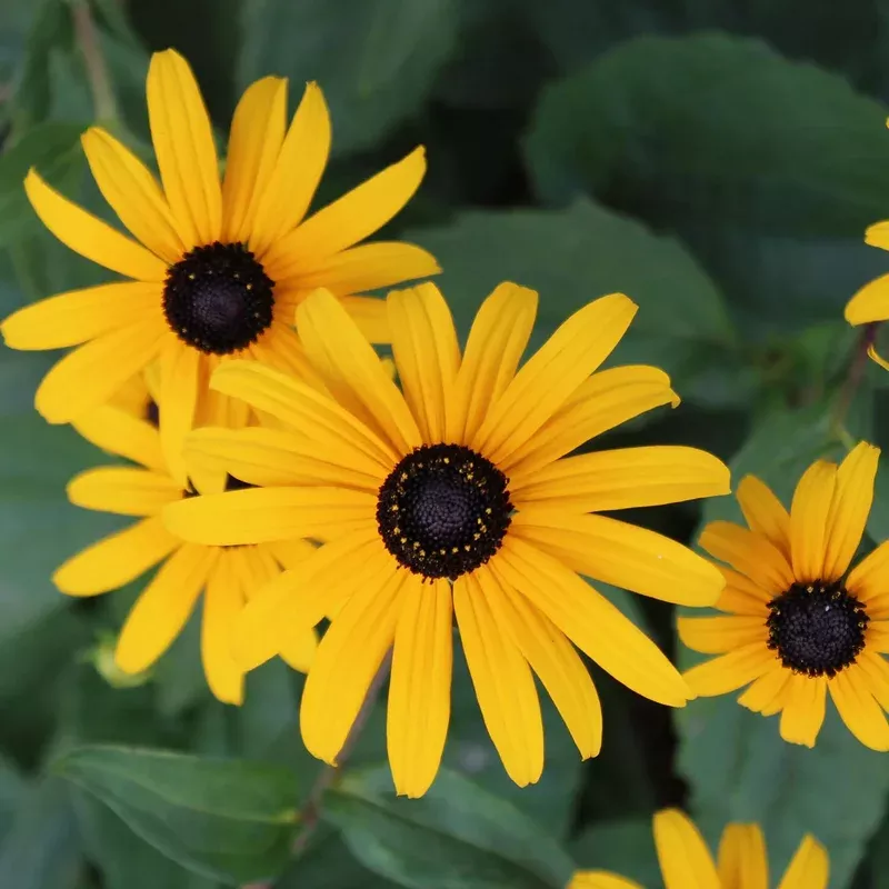 Black-Eyed Susan Flower Seeds for Planting Heirloom Non-GMO Pollinator-Friendly Perennial
