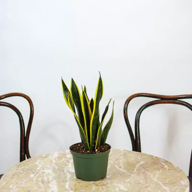 Black Gold Snake Plant: Sansevieria trifasciata – 6 inch pot