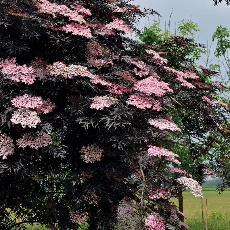 black-lace-elderberry-sambucus-nigra-2-gallon-potted-shrub ‘Black Lace’ Elderberry (Sambucus nigra) – 2 Gallon Potted Shrub