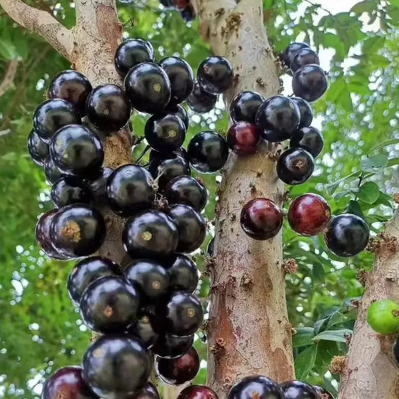 Black Myrciaria Cauliflora Seeds for Fruit Planting Fruit Seeds for Home Gardens, Containers & Outdoor Growing