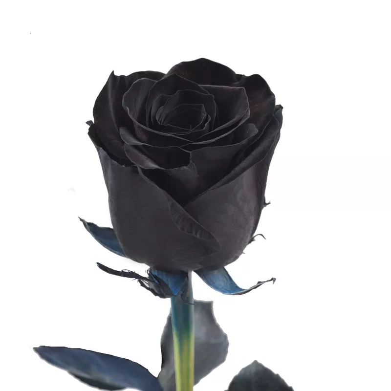 Black Tinted Roses Black
