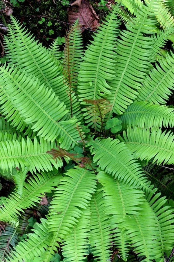 blechnum-nipponicum Blechnum nipponicum