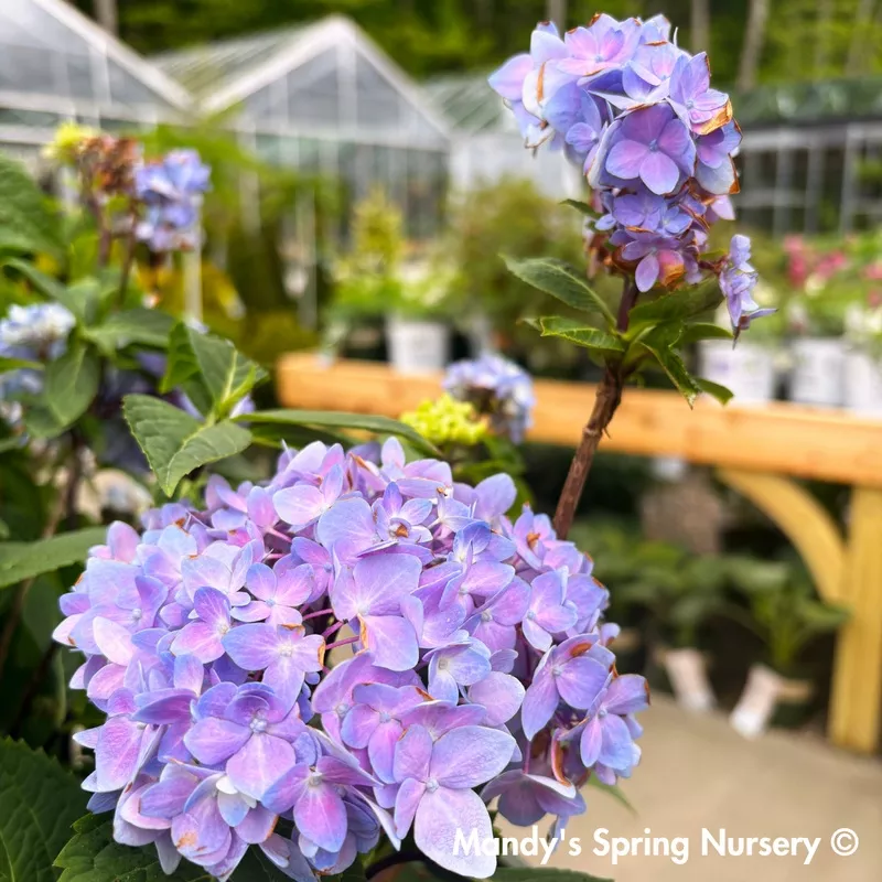 blue-enchantress-hydrangea-hydrangea-macrophylla ‘Blue Enchantress’ Hydrangea | Hydrangea macrophylla