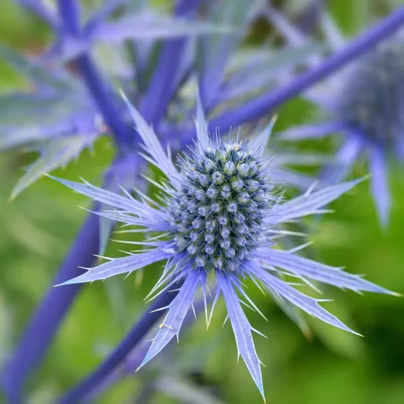 blue-organic-eryngium-plant-planting-heirloom-non-gmo-flower-seeds-home-garden-p Blue Organic Eryngium Plant Planting Heirloom Non Gmo Flower Seeds Home Garden Planting,