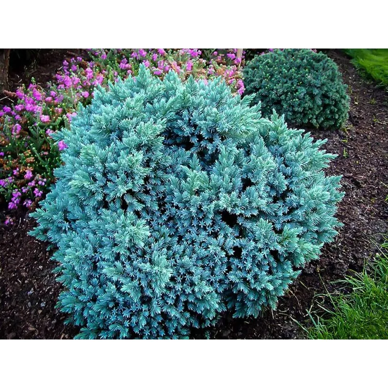 blue-star-juniper-3-gallon-potted-shrub ‘Blue Star’ Juniper – 3 Gallon Potted Shrub