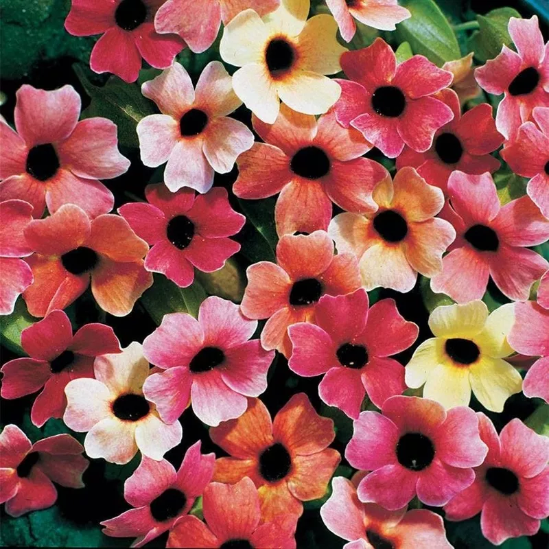 blushing-susie-black-eyed-susan-vine-seeds ‘Blushing Susie’ Black-Eyed Susan Vine Seeds