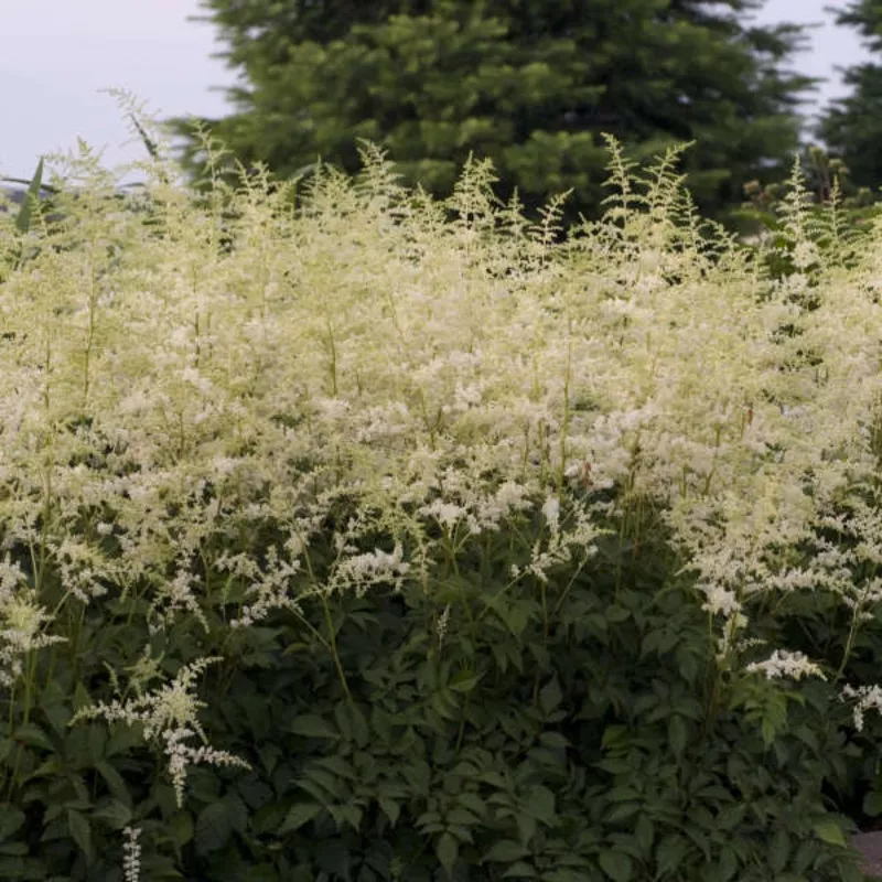 bridal-veil-astilbe ‘Bridal Veil’ Astilbe