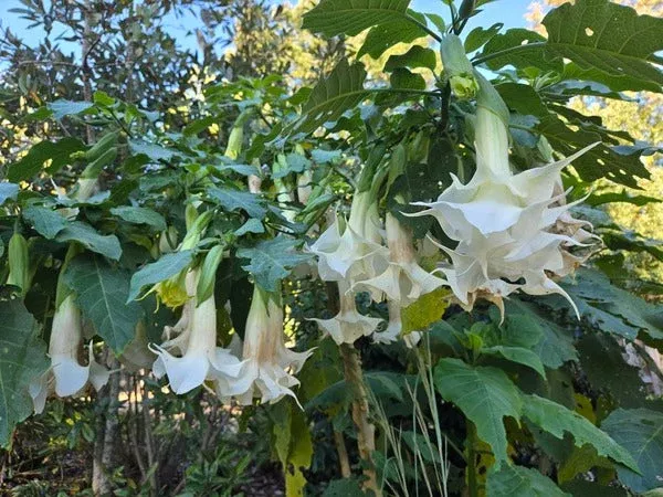 brugmansia-x-candida-double-white Brugmansia x candida ‘Double White’