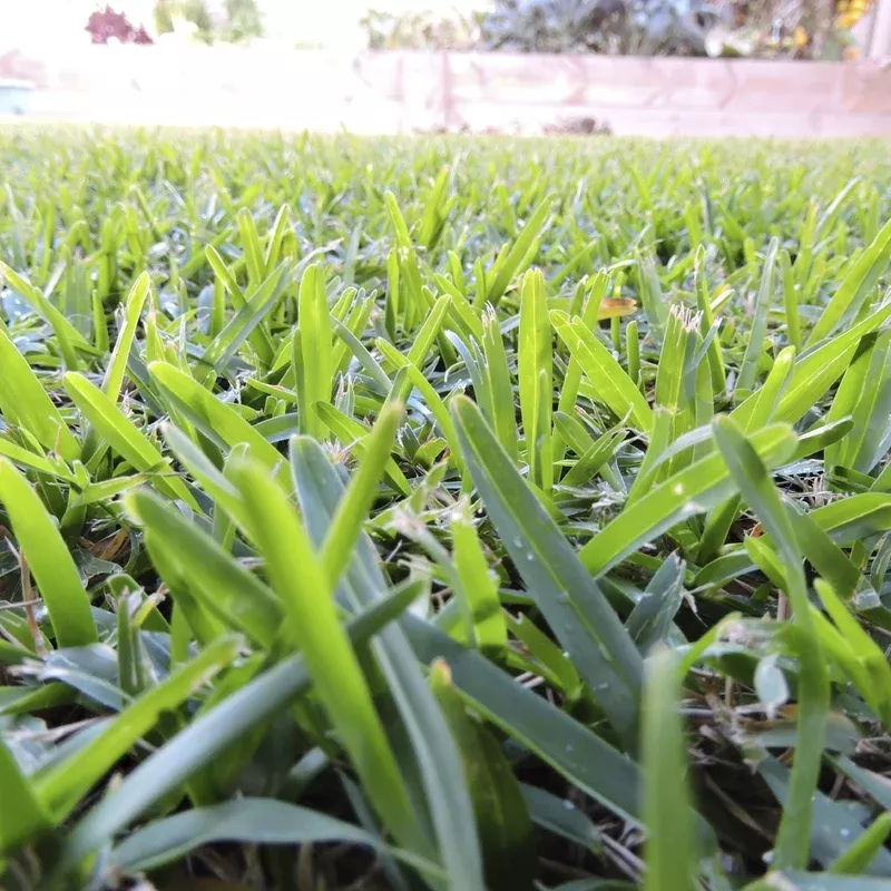 buffalo-grass-bouteloua-dactyloides-plant-seeds-heirloom-non-gmo-drought-toleran Buffalo Grass (Bouteloua dactyloides) Plant Seeds Heirloom Non-GMO Drought-Tolerant Perennial Lawn Variety