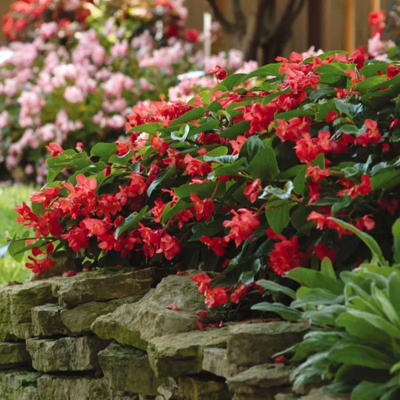 Bulk Begonia Seeds – Dragon Wing Red