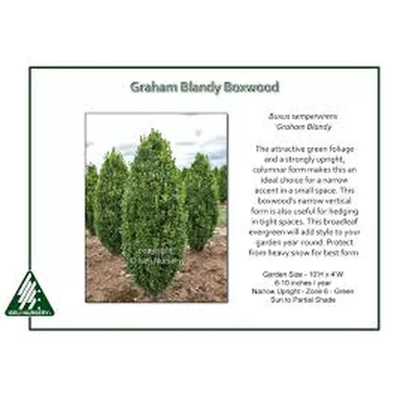 Buxues semp. ‘Graham Blandy’