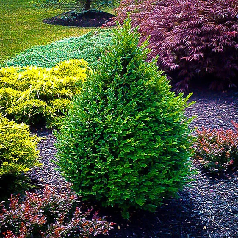 Buxus semp. ‘Green Mountain’