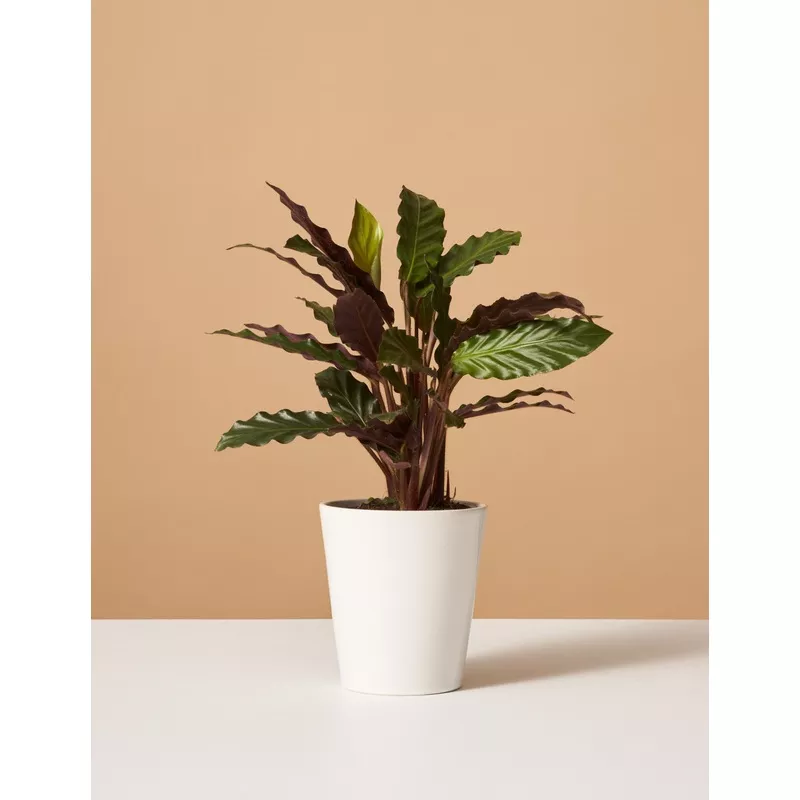 calathea-wavestar-white Calathea Wavestar White