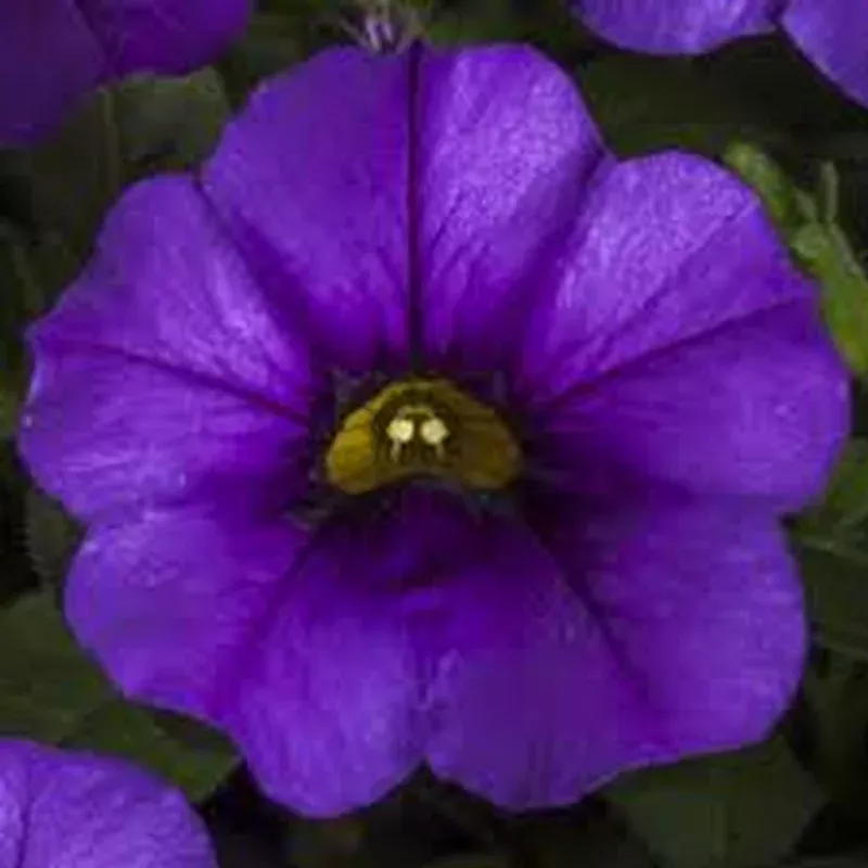 Calibrachoa ‘Callie Blue’