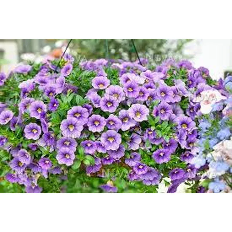 Calibrachoa Callie ‘Light Blue’