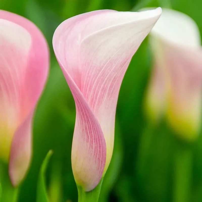 calla-lily-strawberry-blush Calla Lily Strawberry Blush