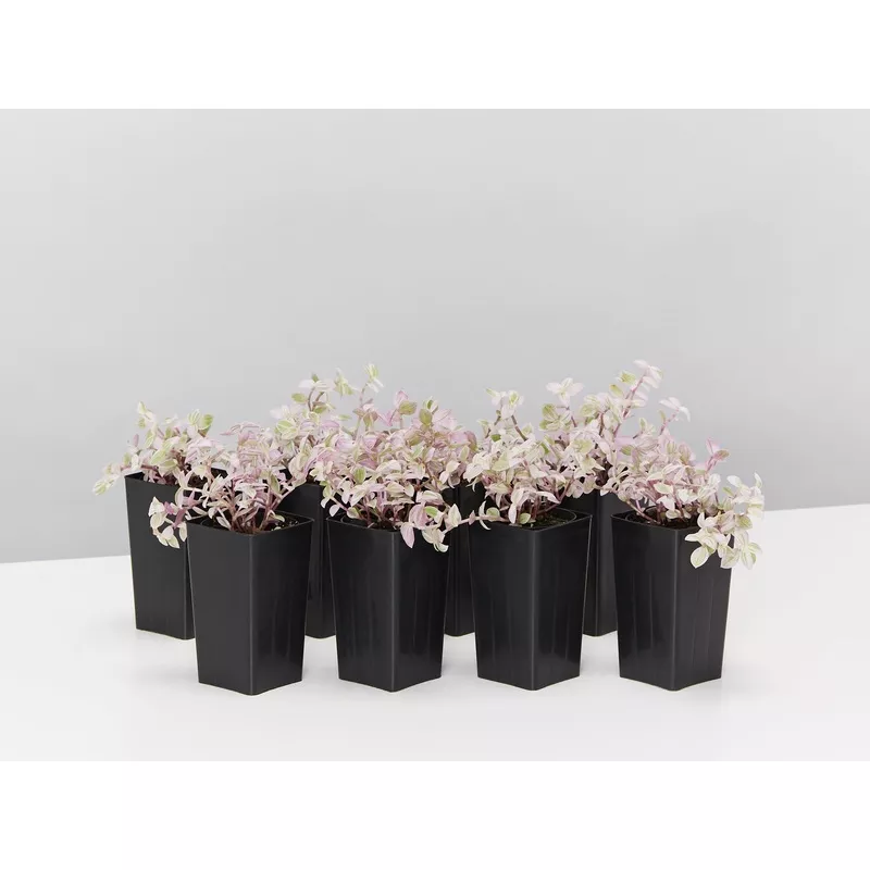 callisia-repens-pink-panther Callisia repens ‘Pink Panther’