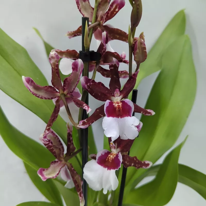 Cambria Orchid |White Beard