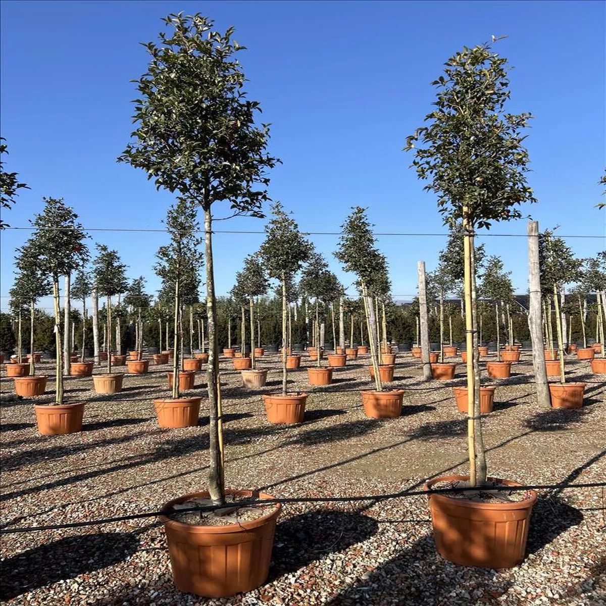 CAMELLIA SASANQUA IN CVS ZOLLA + CONT (CLT 90) CIRC. TR. 10 – 12 CM STD