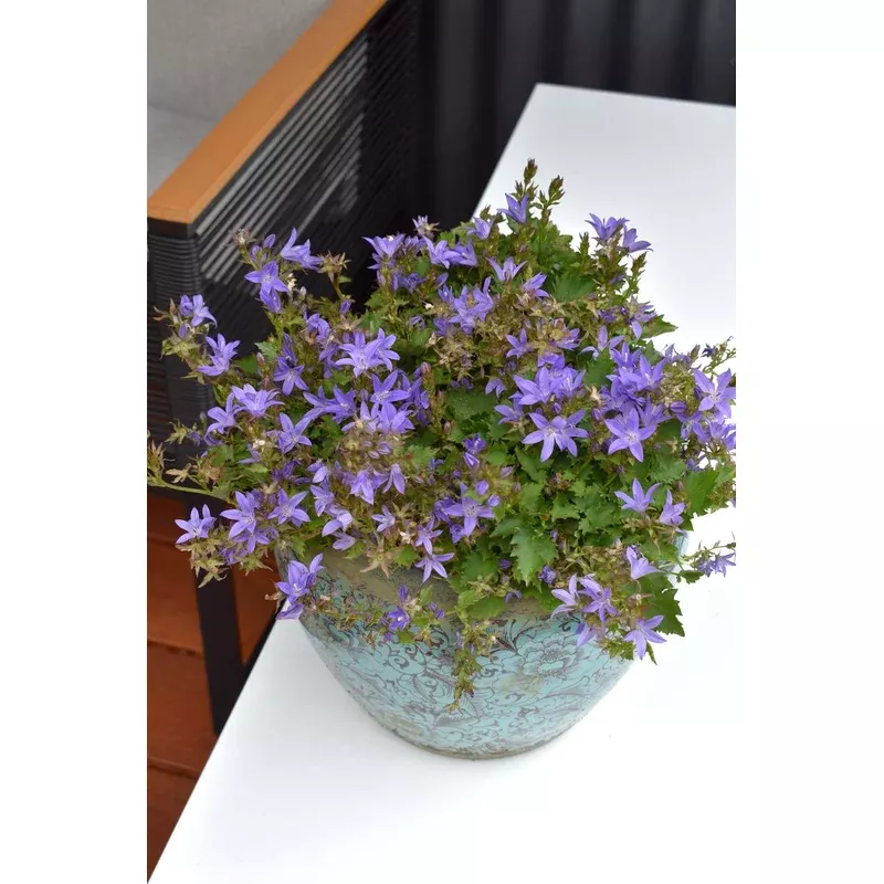 CAMPANULA BLUE WATERFALL
