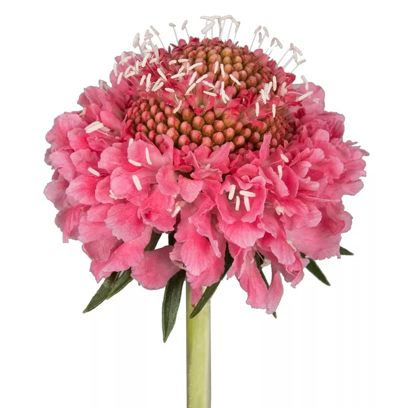 Candy Scabiosa