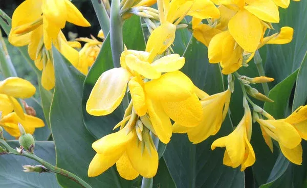 Canna x generalis ‘Lemon Punch’