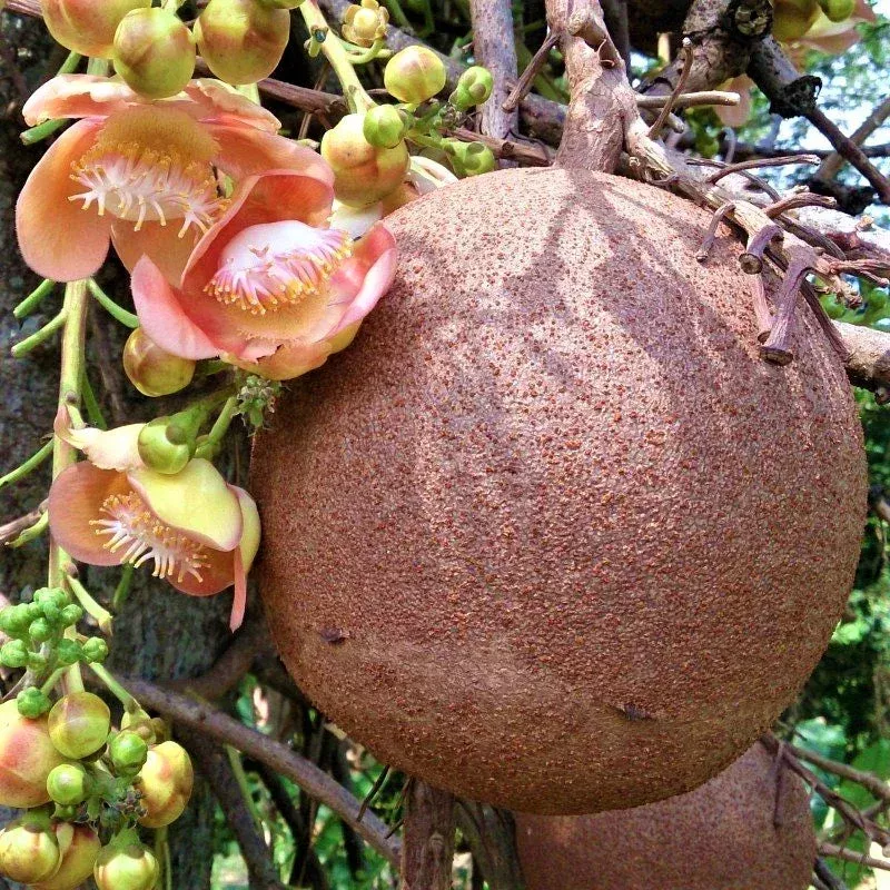 Cannonball Gourd Vegetable Seeds for Planting Heirloom Non-GMO Decorative Fruit
