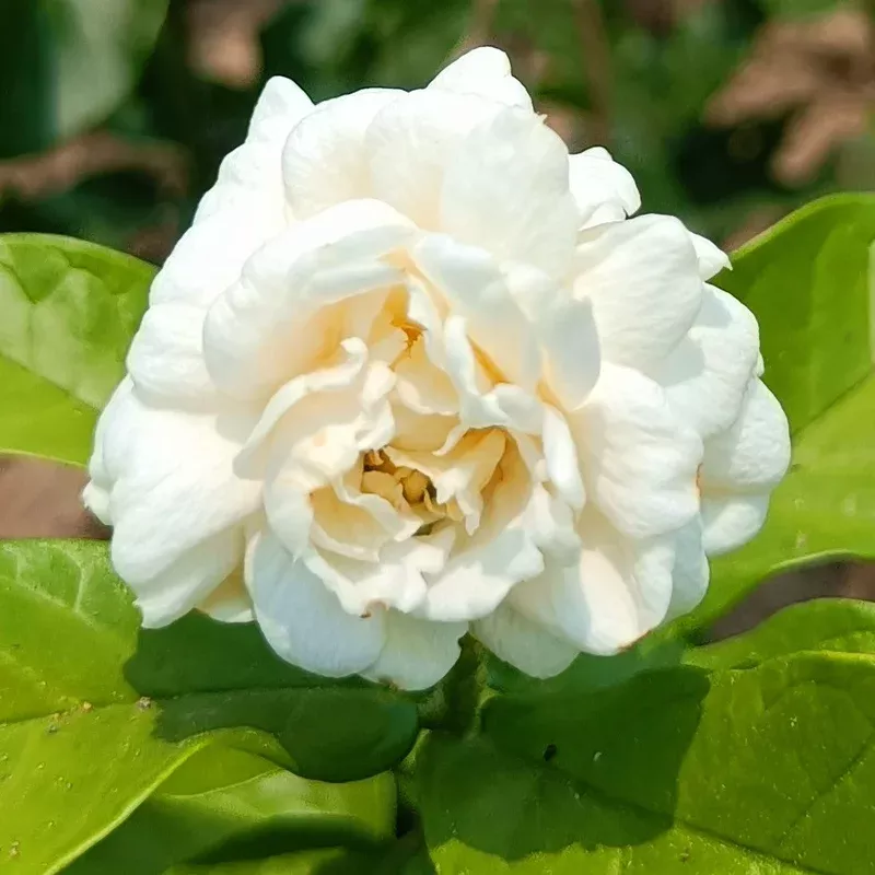 cape-jasmine-flower-seeds-planting-heirloom-non-gmo-fragrant-shrub Cape Jasmine Flower Seeds for Planting Heirloom Non-GMO Fragrant Shrub