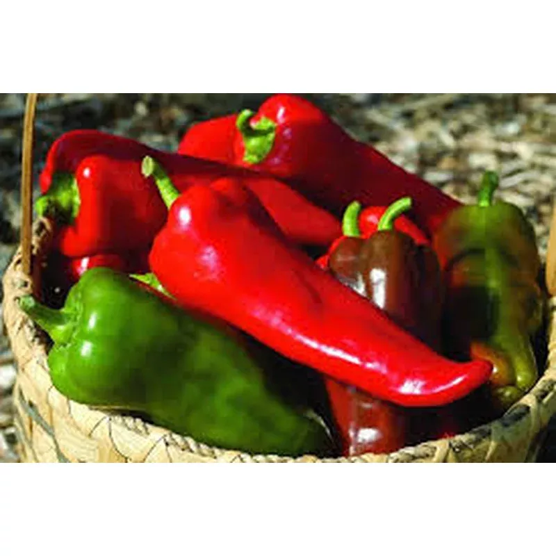 carmen-sweet-pepper ‘Carmen’ – Sweet Pepper