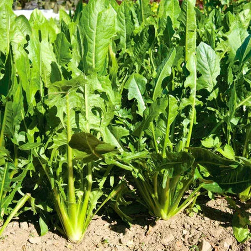 catalogna-chicory-vegetable-seeds-planting-heirloom-non-gmo-leafy-green Catalogna Chicory Vegetable Seeds for Planting Heirloom Non-GMO Leafy Green