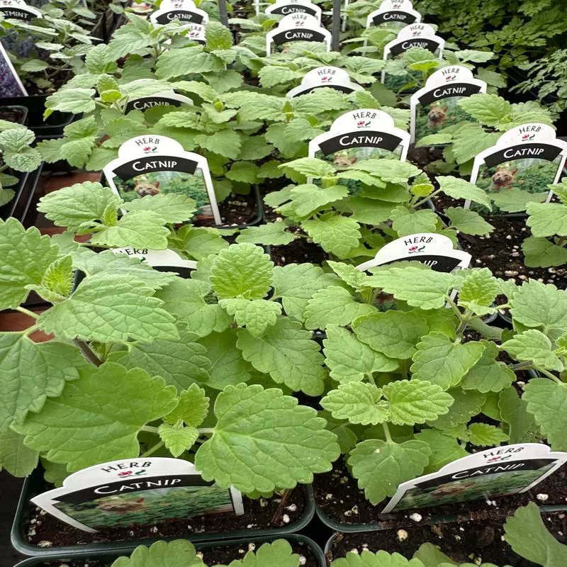 catnip-nepeta-cataria CATNIP NEPETA CATARIA