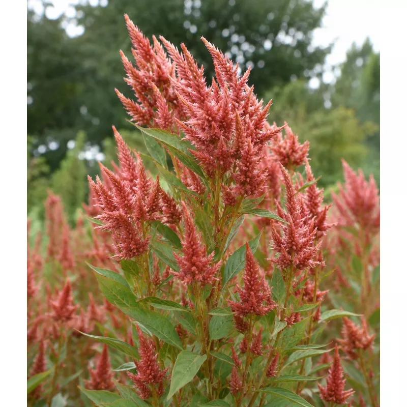 Celosia spicata – Celway Terracotta