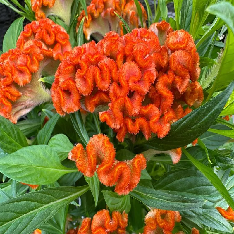 CELOSIA TWISTED DARK ORANGE – 6″ POT