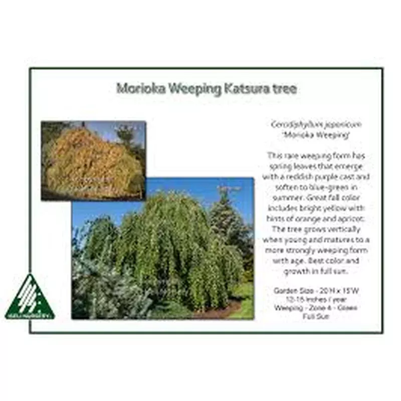 cercidiphyllum-japon-morioka-weeping Cercidiphyllum japon. ‘Morioka Weeping’