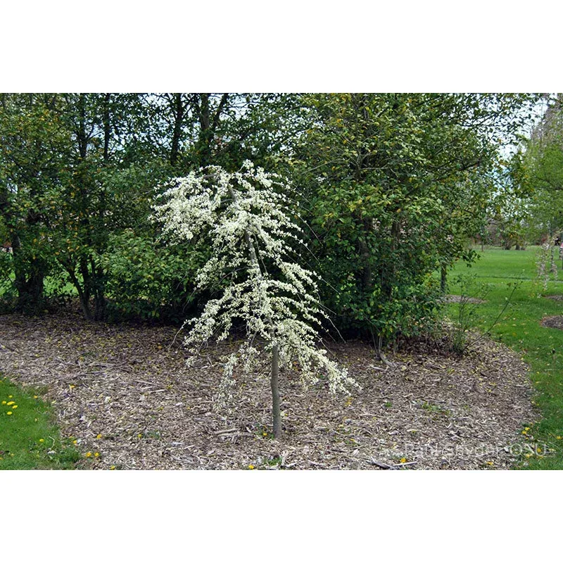 cercis-can-vanilla-twist-redbud Cercis can. ‘Vanilla Twist’ – Redbud