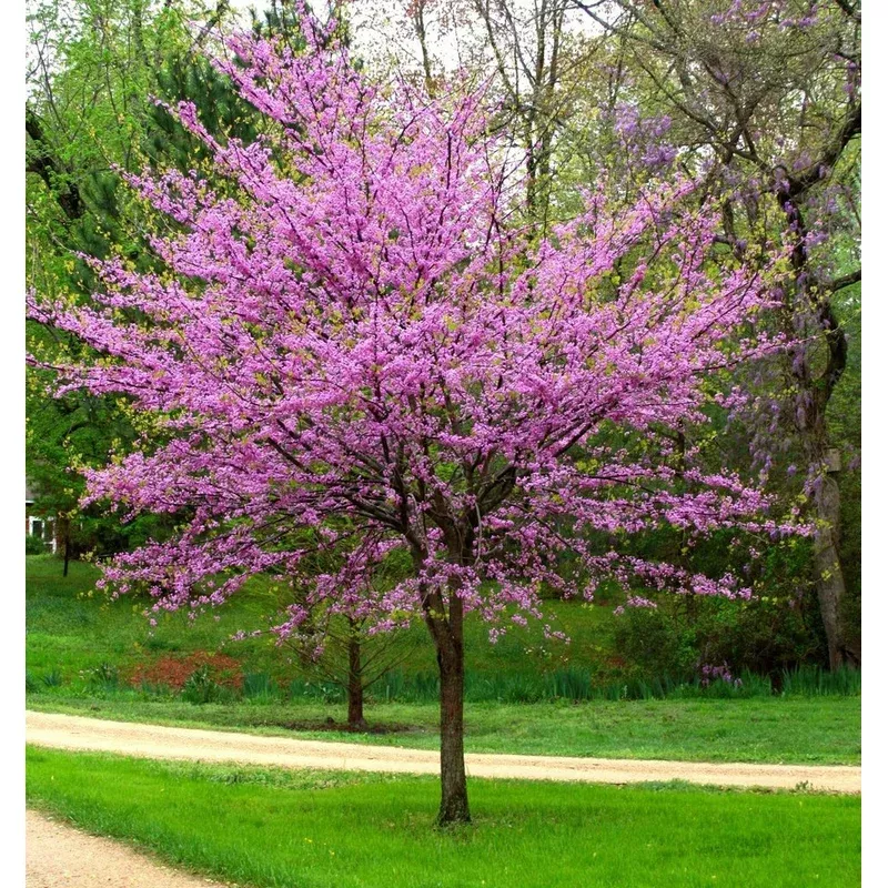 cercis-canadensis-tree-form-red-bud Cercis canadensis – Tree Form – Red Bud