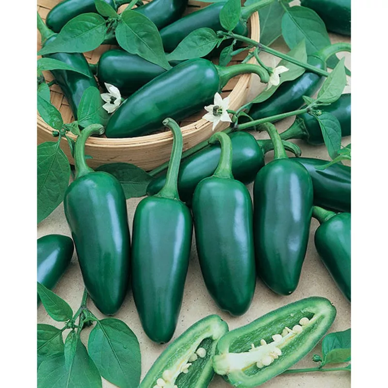 Certified Organic Jalapeo Pepper Seeds