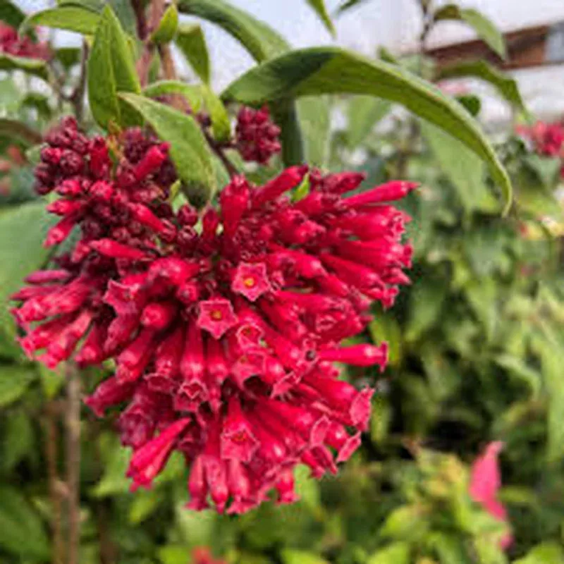 cestrum-ruby-clusters Cestrum ‘Ruby Clusters’