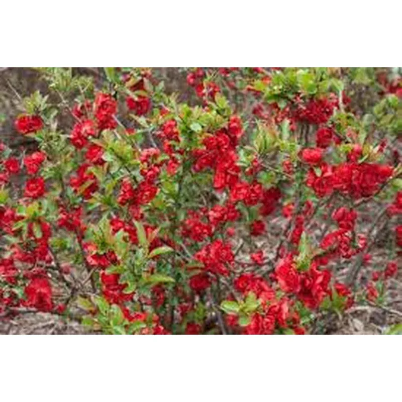 Chaenomeles ‘Double Take Scarlet’